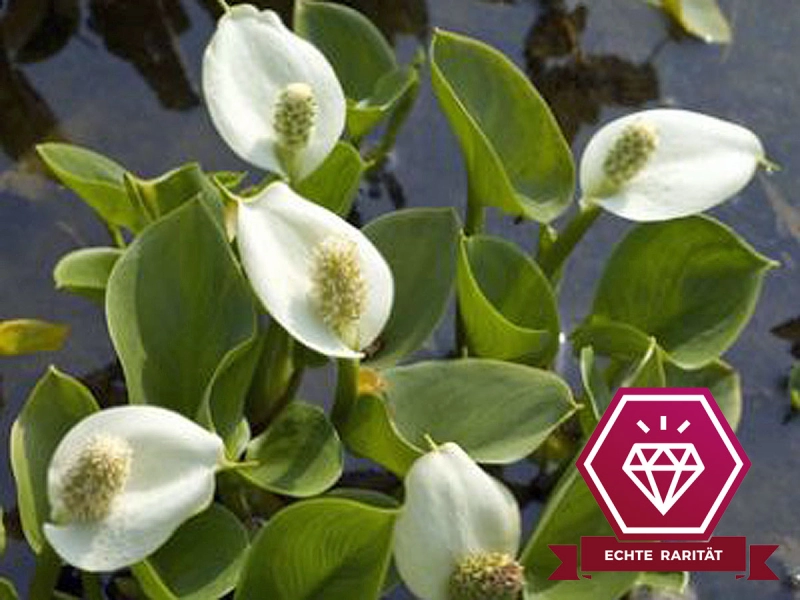 Sumpfcalla - Calla palustris